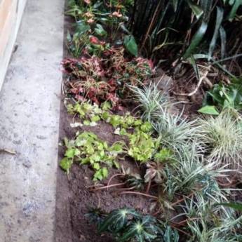 Comprar o produto de Manutenção geral em jardinagem  em Jardinagem e Paisagismo em Botucatu, SP por Solutudo Comprar o produto de Manutenção geral em jardinagem  em Jardinagem e Paisagismo em Botucatu, SP por Solutudo