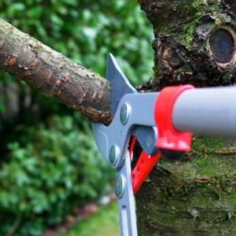 Comprar o produto de Poda de Árvore  em Jardinagem e Paisagismo em Botucatu, SP por Solutudo Comprar o produto de Poda de Árvore  em Jardinagem e Paisagismo em Botucatu, SP por Solutudo