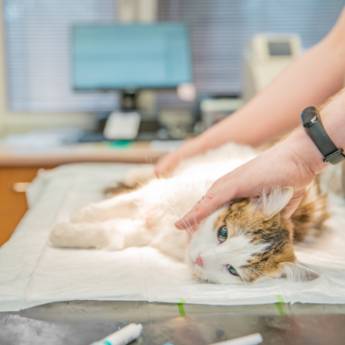 Comprar o produto de Cirurgias Veterinárias com Segurança e Cuidado em Avaré em Clínicas Veterinárias em Avaré, SP por Solutudo