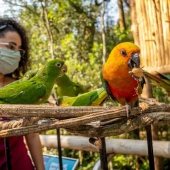 Comprar o produto de Ingresso Parque das Aves em Brasil em Foz do Iguaçu, PR por Solutudo