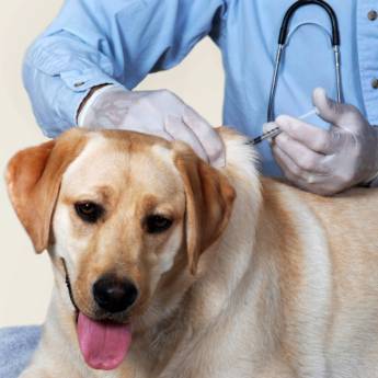 Comprar o produto de Vacinas Essenciais para a Saúde do Seu Pet em Avaré em Veterinário em Avaré, SP por Solutudo