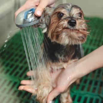 Comprar o produto de Banho de Qualidade para o Seu Pet - Bem-Estar e Higiene em Avaré em Banho e Tosa em Avaré, SP por Solutudo