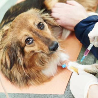 Comprar o produto de Exames Laboratoriais – Diagnóstico Preciso e Rápido em Avaré em Clínicas Veterinárias em Avaré, SP por Solutudo