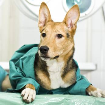 Comprar o produto de Cirurgias em geral em Veterinário em Foz do Iguaçu, PR por Solutudo