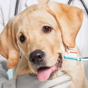 Comprar o produto de Limpeza de tártaro em Veterinário em Foz do Iguaçu, PR por Solutudo