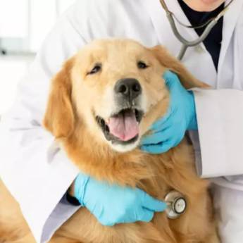 Comprar o produto de Tumor de mama em Veterinário em Foz do Iguaçu, PR por Solutudo