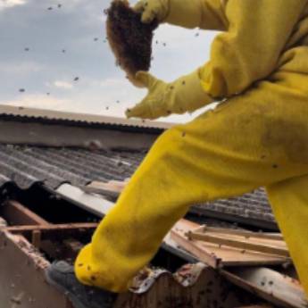 Comprar o produto de Retirada de Abelhas e Insetos em Instalações - Reparos em Botucatu, SP por Solutudo