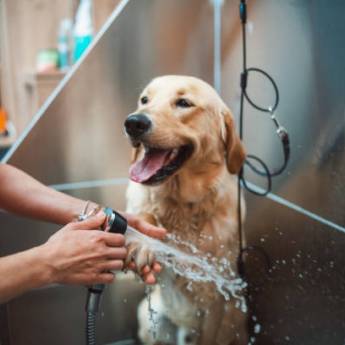 Comprar o produto de Banho e Tosa - Higiene e Bem-Estar para seu Pet em Avaré, SP em Clínicas Veterinárias em Avaré, SP por Solutudo