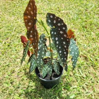 Comprar o produto de Flores Ornamentais em Santa Bárbara Resort Residence, SP em Jardinagem e Paisagismo em Santa Bárbara Resort Residence, SP por Solutudo