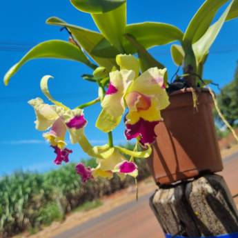 Comprar o produto de Flores Ornamentais em Santa Bárbara Resort Residence, SP em Jardinagem e Paisagismo em Santa Bárbara Resort Residence, SP por Solutudo