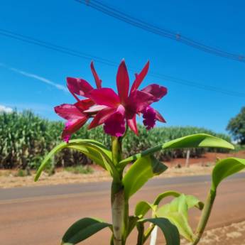 Comprar o produto de Flores Ornamentais em Santa Bárbara Resort Residence, SP em Jardinagem e Paisagismo em Iaras, SP por Solutudo