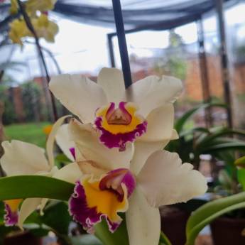 Comprar o produto de Flores Ornamentais em Santa Bárbara Resort Residence, SP em Jardinagem e Paisagismo em Iaras, SP por Solutudo Comprar o produto de Flores Ornamentais em Santa Bárbara Resort Residence, SP em Jardinagem e Paisagismo em Iaras, SP por Solutudo