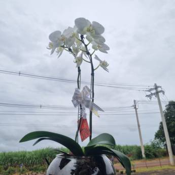 Comprar o produto de Flores Ornamentais em Santa Bárbara Resort Residence, SP em Jardinagem e Paisagismo em Iaras, SP por Solutudo Comprar o produto de Flores Ornamentais em Santa Bárbara Resort Residence, SP em Jardinagem e Paisagismo em Iaras, SP por Solutudo