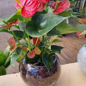 Comprar o produto de Flores Ornamentais em Santa Bárbara Resort Residence, SP em Jardinagem e Paisagismo em Iaras, SP por Solutudo