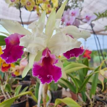 Comprar o produto de Flores Ornamentais em Santa Bárbara Resort Residence, SP em Jardinagem e Paisagismo em Santa Bárbara Resort Residence, SP por Solutudo