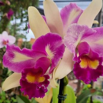 Comprar o produto de Flores Ornamentais em Santa Bárbara Resort Residence, SP em Jardinagem e Paisagismo em Iaras, SP por Solutudo