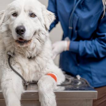 Comprar o produto de Farmácia Pet Bauru – Saúde e Bem-Estar para Seu Pet em Farmácias Veterinárias em Bauru, SP por Solutudo Comprar o produto de Farmácia Pet Bauru – Saúde e Bem-Estar para Seu Pet em Farmácias Veterinárias em Bauru, SP por Solutudo