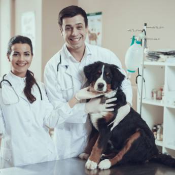 Comprar o produto de Onde Comprar Medicamentos para Cães em Bauru - DrogaVET, a Farmácia Veterinária de Confiança em Farmácias Veterinárias em Bauru, SP por Solutudo Comprar o produto de Onde Comprar Medicamentos para Cães em Bauru - DrogaVET, a Farmácia Veterinária de Confiança em Farmácias Veterinárias em Bauru, SP por Solutudo