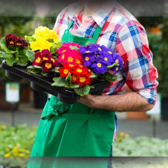 Comprar o produto de Floricultura em Itapetininga- Beleza e Qualidade em Floriculturas em Itapetininga, SP por Solutudo