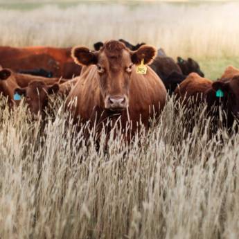 Comprar o produto de Curso de IATF Bovinos – Aprenda na Prática com Especialistas em Cursos em Avaré, SP por Solutudo