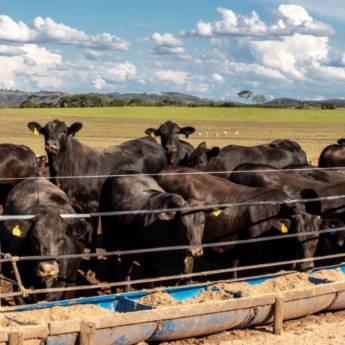 Comprar o produto de Cursos de Bovinos na Região – Formação Completa para o Agronegócio em Cursos em Avaré, SP por Solutudo