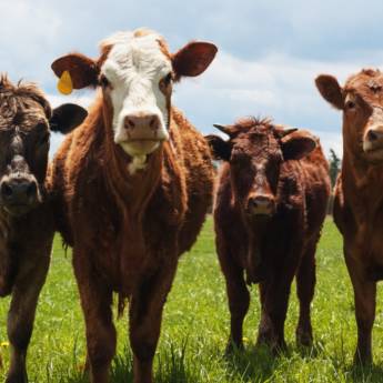 Comprar o produto de Pedilúvio – Proteção Contra Doenças Podais no Rebanho em Cursos em Avaré, SP por Solutudo