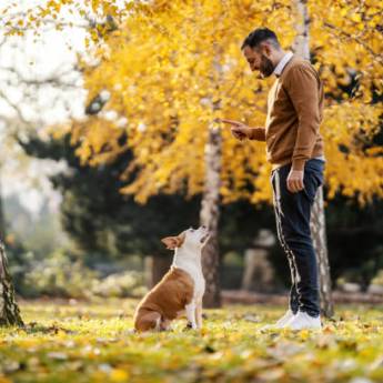 Comprar o produto de Adestramento de Cães em Vespasiano  em Adestramento em Mateus Leme, MG por Solutudo Comprar o produto de Adestramento de Cães em Vespasiano  em Adestramento em Mateus Leme, MG por Solutudo