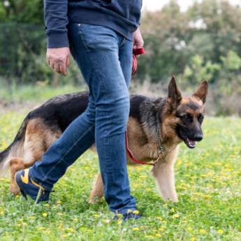 Comprar o produto de Adestramento de Cães em Santa Luzia em Adestramento em Mateus Leme, MG por Solutudo Comprar o produto de Adestramento de Cães em Santa Luzia em Adestramento em Mateus Leme, MG por Solutudo