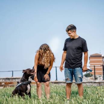 Comprar o produto de Adestramento de Cães em Florestal em Adestramento em Mateus Leme, MG por Solutudo Comprar o produto de Adestramento de Cães em Florestal em Adestramento em Mateus Leme, MG por Solutudo