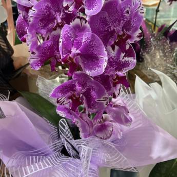 Comprar o produto de Vasos Plantados em Plantas em Mineiros, GO por Solutudo