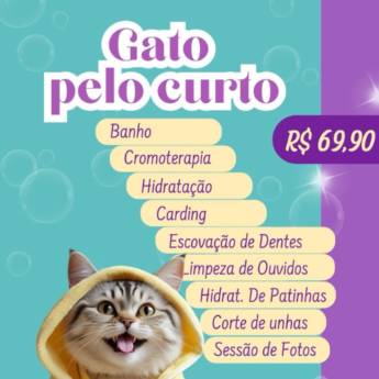 Comprar o produto de Gato pelo curto  em Pet Shop em Botucatu, SP por Solutudo