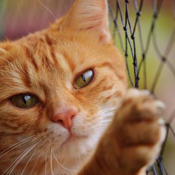 Comprar o produto de Redes de Proteção para Gatos – Praia Grande com Segurança em Redes de Proteção em Praia Grande, SP por Solutudo