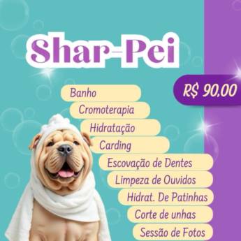 Comprar o produto de Shar-Pei  em Pet Shop em Botucatu, SP por Solutudo