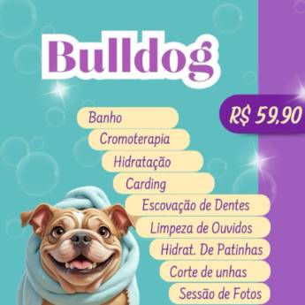 Comprar o produto de Buldog em Pet Shop em Botucatu, SP por Solutudo