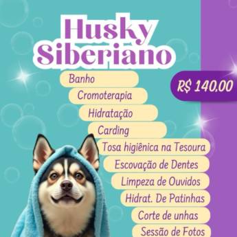 Comprar o produto de Husky Siberiano  em Pet Shop em Botucatu, SP por Solutudo