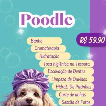 Comprar o produto de Poodle em Pet Shop em Botucatu, SP por Solutudo Comprar o produto de Poodle em Pet Shop em Botucatu, SP por Solutudo