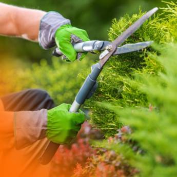 Comprar o produto de Serviço de Plantio de grama em Jardinagem em Botucatu, SP por Solutudo Comprar o produto de Serviço de Plantio de grama em Jardinagem em Botucatu, SP por Solutudo