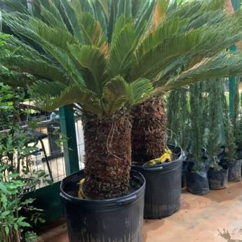 Comprar o produto de Projeto de Paisagismo no Santa Bárbara Resort Residence – Natureza Integrada com Estilo em Jardinagem e Paisagismo em Santa Bárbara Resort Residence, SP por Solutudo