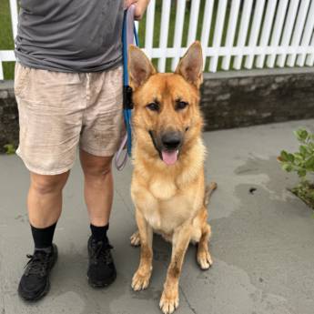 Comprar o produto de Dogwalker | Passeador de Cães em Joinville com Rotina Ativa em Serviços Pet em Joinville, SC por Solutudo