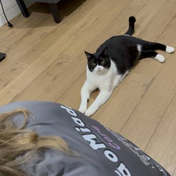 Comprar o produto de Petsitter em Joinville – Cuidados no Conforto do Seu Lar em Serviços Pet em Joinville, SC por Solutudo