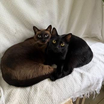 Comprar o produto de Hospedagem Felina em Joinville – Conforto e Tranquilidade em Serviços Pet em Joinville, SC por Solutudo