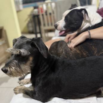 Comprar o produto de Hospedagem Canina em Joinville – Aconchego e Cuidado Total em Serviços Pet em Joinville, SC por Solutudo