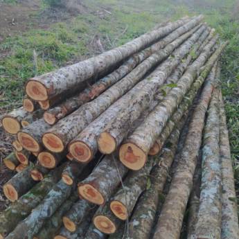 Comprar o produto de Escoras de Eucalipto 3 e 4 Metros em Ninho Verde II, SP em Madeireiras em Ninho Verde II Eco Residence, SP por Solutudo