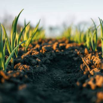 Comprar o produto de Adubação e Aceiros em Ribeirão Preto com Paisagismo Profissional em Jardinagem em Ribeirão Preto, SP por Solutudo