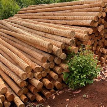 Comprar o produto de Estaca, Mourão e Caibro de Eucalipto Tratado: Estruturas Resilientes para Seus Projetos em Capelinha em Madeireiras em Capelinha, MG por Solutudo