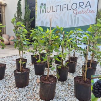 Comprar o produto de PROMOÇÃO NA Multiflora Garden - Mudas de Amora em Plena Produção! em Mudas em Iaras, SP por Solutudo Comprar o produto de PROMOÇÃO NA Multiflora Garden - Mudas de Amora em Plena Produção! em Mudas em Iaras, SP por Solutudo