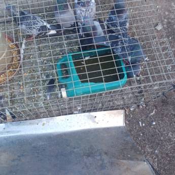 Comprar o produto de Captura e Barreira Física para Pombos em Laranjal Paulista em Prevenção de Pombos em Laranjal Paulista, SP por Solutudo