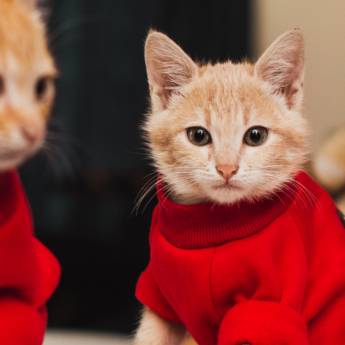 Comprar o produto de Roupinhas para Animais - Conforto e Estilo para Cães e Gatos em São Manuel/SP em Laços e Roupas em Lençóis Paulista, SP por Solutudo