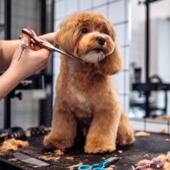 Comprar o produto de Banho e Tosa - Higiene e Bem-Estar para Cães e Gatos em São Manuel/SP em Banho e Tosa em Lençóis Paulista, SP por Solutudo