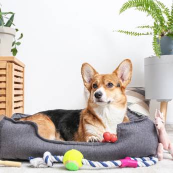 Comprar o produto de Acessórios para Cães e Gatos - Variedade e Qualidade em São Manuel/SP em Acessórios em Lençóis Paulista, SP por Solutudo